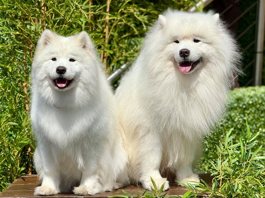 The image shows two fluffy, white Samoyed dogs sitting side by side on a wooden deck in a garden setting. The smaller dog on the left has a slightly rounded face with bright eyes and an open mouth, appearing happy and alert. The larger dog on the right displays a broad face, with eyes partially closed as if smiling, and its tongue slightly visible. Both dogs have thick, well-groomed coats with pristine white fur, contrasting against the lush green foliage, shrubs, and tall grass surrounding them. The sunlight highlights the softness and brightness of their fur, creating a warm and cheerful outdoor scene.